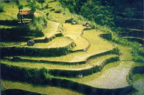 Bali Subak farming world-heritage listed by UNESCO