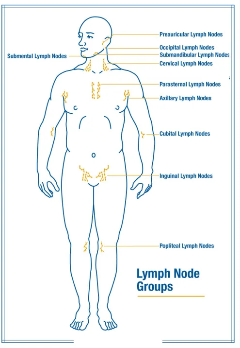 Lymph drainage nodes
