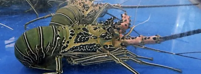 lobster Seminyak