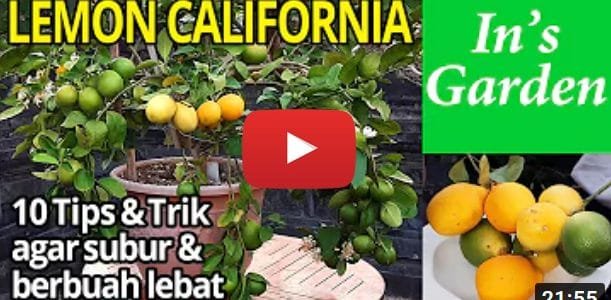 10 Tips Lemon California dalam Pot | In’s Garden, Bali