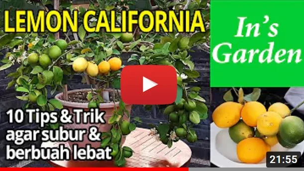 10 Tips Lemon California dalam Pot | In’s Garden, Bali 10 Tips Lemon California dalam Pot | In’s Garden, Bali